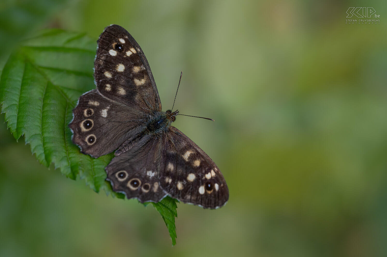 Insects - Speckled wood In our garden, large numbers of butterflies only appeared late in the summer, but luckily, I was able to photograph some caterpillars and butterflies here and there starting in the spring.  Stefan Cruysberghs